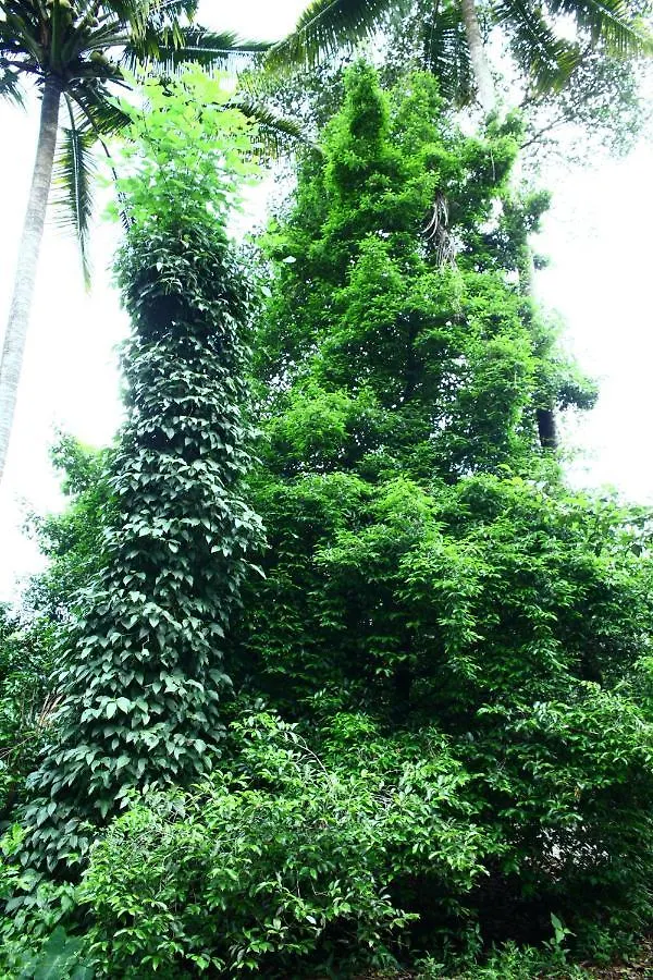 Hill Rock Apartment Idukki